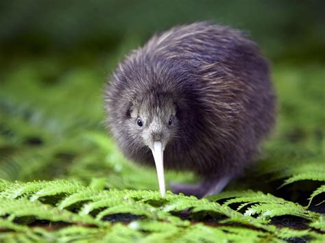 natural wonders    kiwi