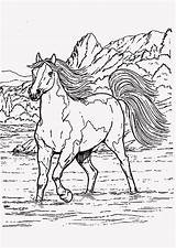 Cheval Ausmalbilder Pferde Ausmalen Pferd Malvorlagen Ostwind Chevaux Colorier Einhorn Katzen Tierbilder Neu Hunde Mose Supercoloring Filly Coloriages Malvorlage Frisch sketch template