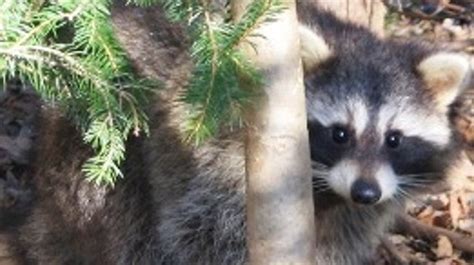 raccoon tests positive for rabies in geneseo wham