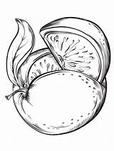 Grapefruit Ausmalbilder Pampelmuse Fruits Malvorlagen sketch template