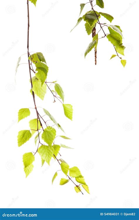 birch branch stock image image  isolated freshness