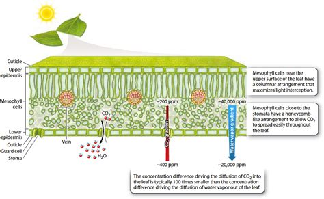 chapter  plant structure  function moving photosynthesis  land