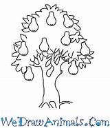 Tree Pear Drawing Draw Trees African Dry Getdrawings sketch template