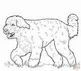 Coloring Dog Pages Water Portuguese Printable Dachshund Pinscher Miniature Hound Sharpei Basset Drawing Supercoloring Dogs Color Chow Getcolorings Newfoundland Drawings sketch template