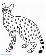 Coloring Serval Pages Caracal Getdrawings Cliparts Library Clipart Colouring Popular Template sketch template