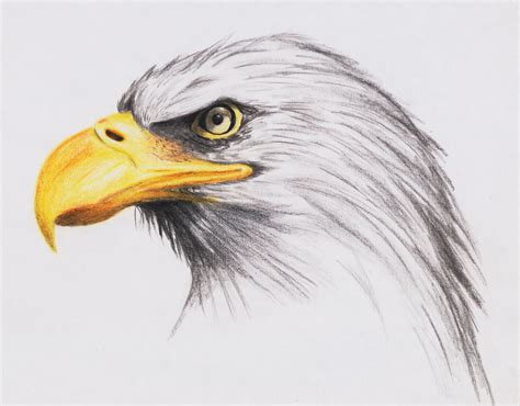 draw  bald eagle  drawing tutorials