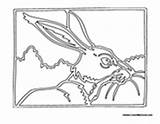Jackrabbit Coloring Pages Bushes Rabbit Jack sketch template