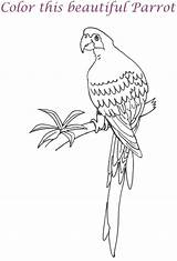 Parrot Coloring Printable Kids Pages Birds sketch template