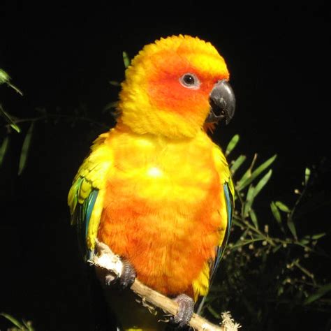 orange parrot  canadiankazz  deviantart