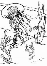 Coloring Pages Jellyfish Sea Animals Printable Seaweed Coral Ocean Box Print Fish Jelly Colouring Color Book Realistic Animal Getcolorings Cliparts sketch template