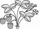 Pot Ripe Botany sketch template
