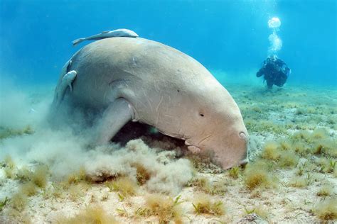 dugong  biggest animals kingdom