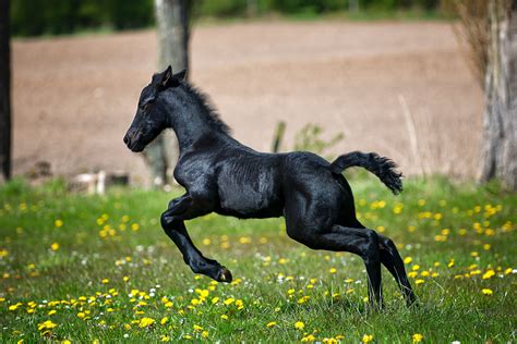 black horse running  grass field  flowers  stock photo