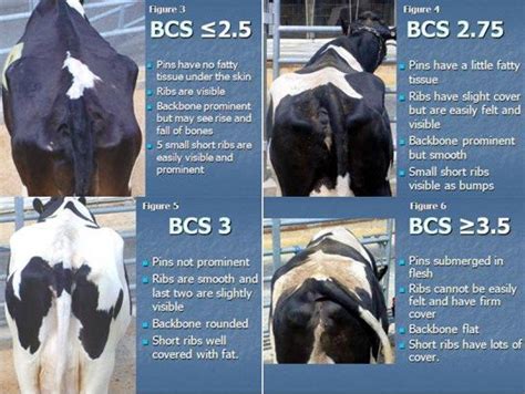 body condition scoring bcs guide dairygold