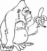 Gorilla Coloring Pages Silverback Banana Only Has Mountain Clipart Printable Getcolorings Color Getdrawings Colorings sketch template