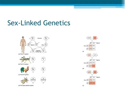 ppt basic principles of heredity powerpoint presentation free