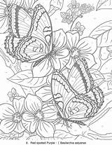 Coloring Butterfly Pages Butterflies Adult Color Sheets Number Mariposas Books Print Book Flower Doverpublications Colouring Animal sketch template