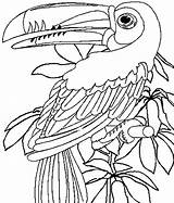 Coloriage Jungle Oiseaux Exotiques La Perroquet Dans sketch template