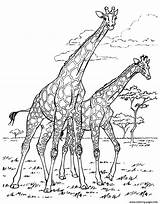 Coloring Adult Giraffes Pages Giraffe Africa African Adults Printable Color Disegni Da Colorare Print Tree Colouring Book Animal Culture Wildebeest sketch template