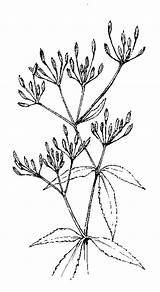 Apiaceae Sessile Hydrocotyle Dense Inflorescence 6b Fig Flowers Open Some sketch template