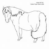 Pony Shetland Coloring Mare Pages Color Index Own sketch template