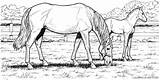 Grass Coloring4free Horse Coloring Pages Eating Related Posts sketch template