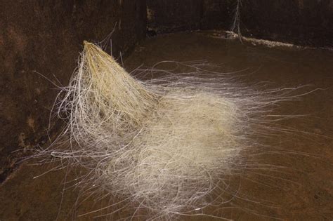 homemade root killer  sewer lines hunker