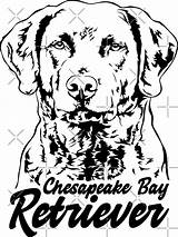 Retriever Chesapeake Canine sketch template