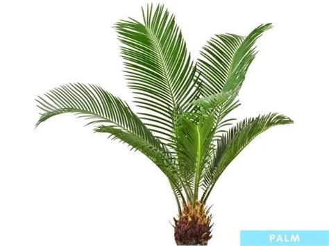 palmetto tree  palm tree differences pretty backyard