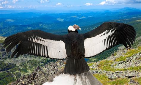 observer le vol du condor des andes dans la region darequipa amerika