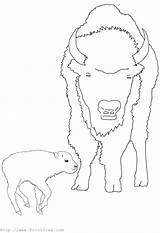 Coloring Pages Buffalo sketch template