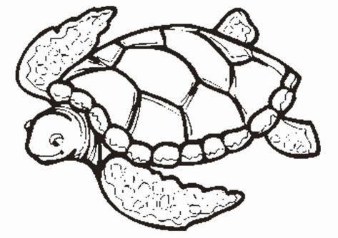 photo  turtle coloring pages  images turtle coloring