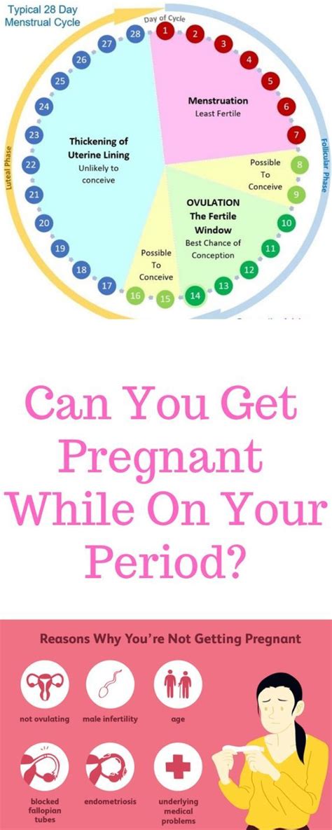 Can You Get Pregnant During The Period With Images At