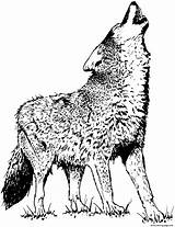 Wolf Coloring Pages Realistic Printable Print Color Book Prints sketch template