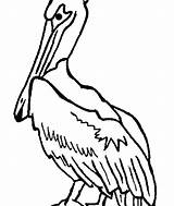 Pelican Coloring Brown Pages Getdrawings sketch template