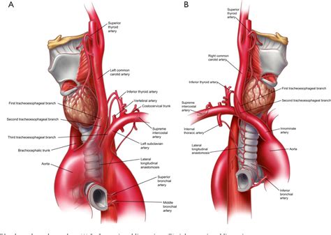 figure   surgical anatomy   trachea semantic scholar