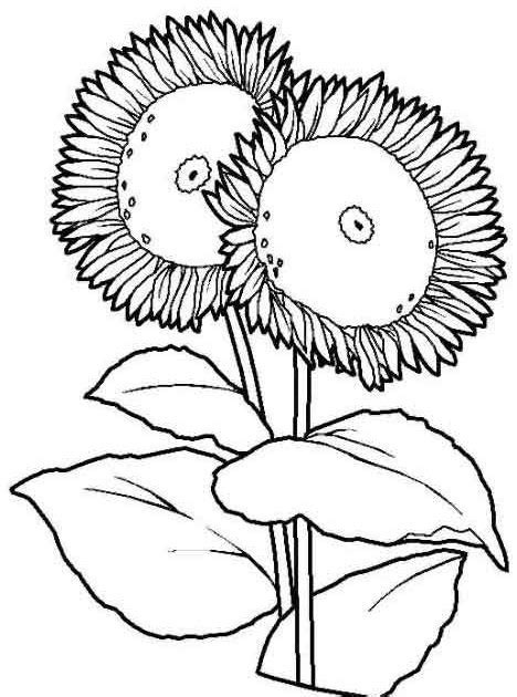 sunflower coloring pages coloring pages