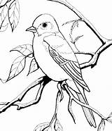 Coloring Bird Pages Robin Color Printable Getcolorings Print sketch template
