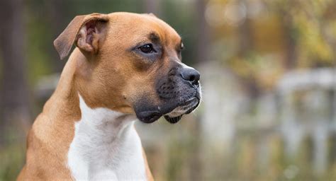 boxer dog breed information center  complete guide