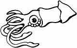 Squid Calamar Stingray Tintenfisch Colorear Sting Ausmalbild Educación Menta Clipground Coloringhome sketch template