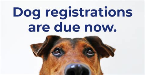 dog registrations due  august paroo shire council