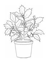 Poinsettia Coloring Pages Pot Flowers sketch template