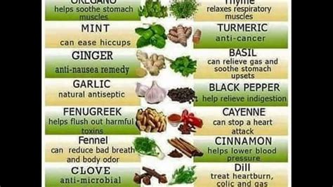dr sebi diet top  healthy alkaline organic food list