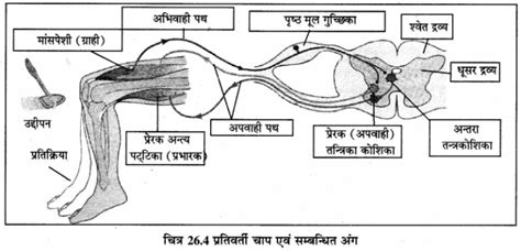 Rbse Solutions For Class 12 Biology Chapter 26 मानव का तंत्रिका तंत्र 1