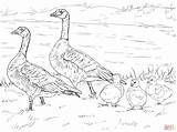 Coloring Goose Family Pages Cackling Canada Clipart Snow Geese Nene Printable Baby Flying Template Color Drawings Popular sketch template