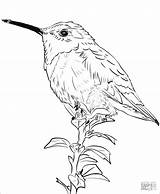 Coloring Hummingbird Realistic Pages Allen Hummingbirds Coloringbay Drawing Categories sketch template