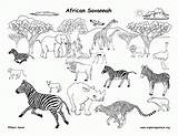 Animals Coloring Grassland African Pages Savannah Drawing Animal Draw Africa Habitats Clipart Savanna Biome Labeled South Safari Printables Preschool Biomes sketch template