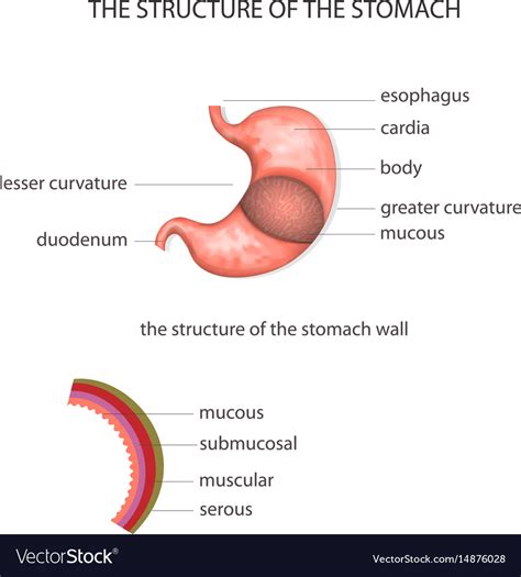 structure of the stomach royalty free vector image