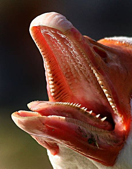 the inside of a gooses mouth vogels