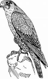 Falcon Coloring Peregrine Bird Hawk Halcon Pages Peregrino Vector Drawing Sketch Clip Realistic Prey Raptor Cliparts Animal Openclipart Clipart Clker sketch template